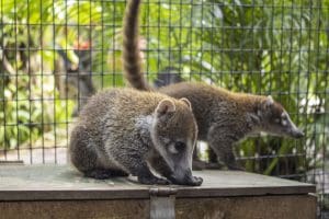 White-nosed coati kits sit next to each other