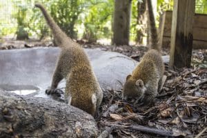 White-nosed coati kits explore