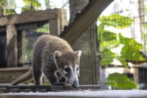 A white-nosed coati sniffing