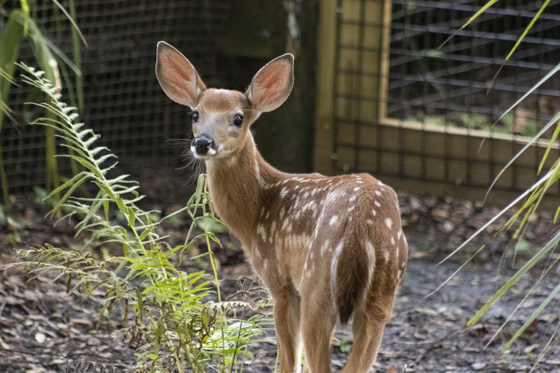 white tailed deer fawn