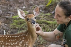 White-tailed deer fawn receives scratches from keeper