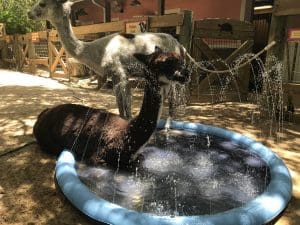 Carletta the alpaca puts her front half into a kiddie pool