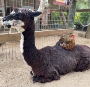 Penny the chicken sits on Carletta the alpaca