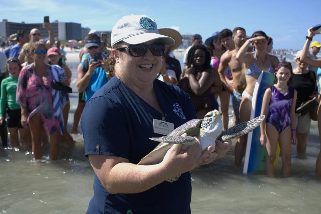 Clover the green sea turtle is held before being released