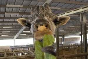 Rafiki the giraffe eats a piece of lettuce