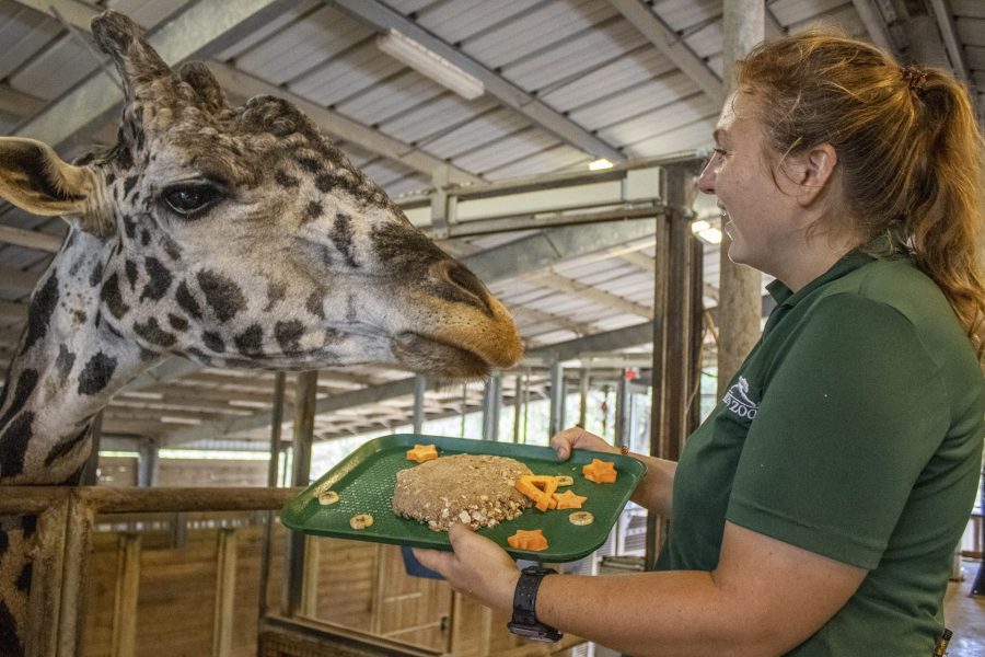 A keeper holds a cake made of rye crackers to Rafiki the giraffe