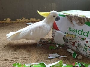 bird with box enrichment