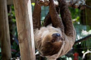 sloth hanging upside down