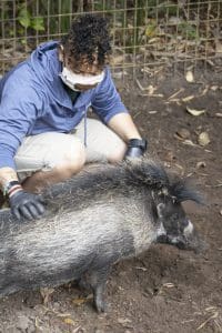 Keeper Mick McPherson pets one of our Visayan warty pigs