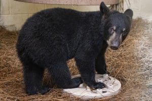 A Florida black bear cub