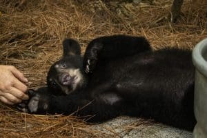 A Florida black bear cub