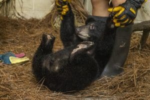 A Florida black bear lays with her hands in a keeper's hands.