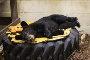A Florida black bear cub lays on a tire