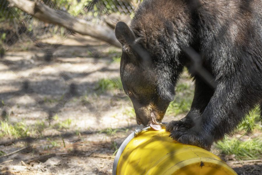A Florida black bear stands on a sealed yellow cannister