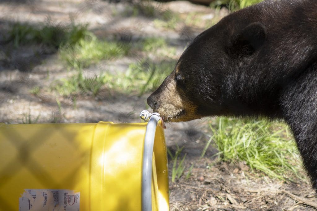 A Florida black bear licks a sealed yellow container