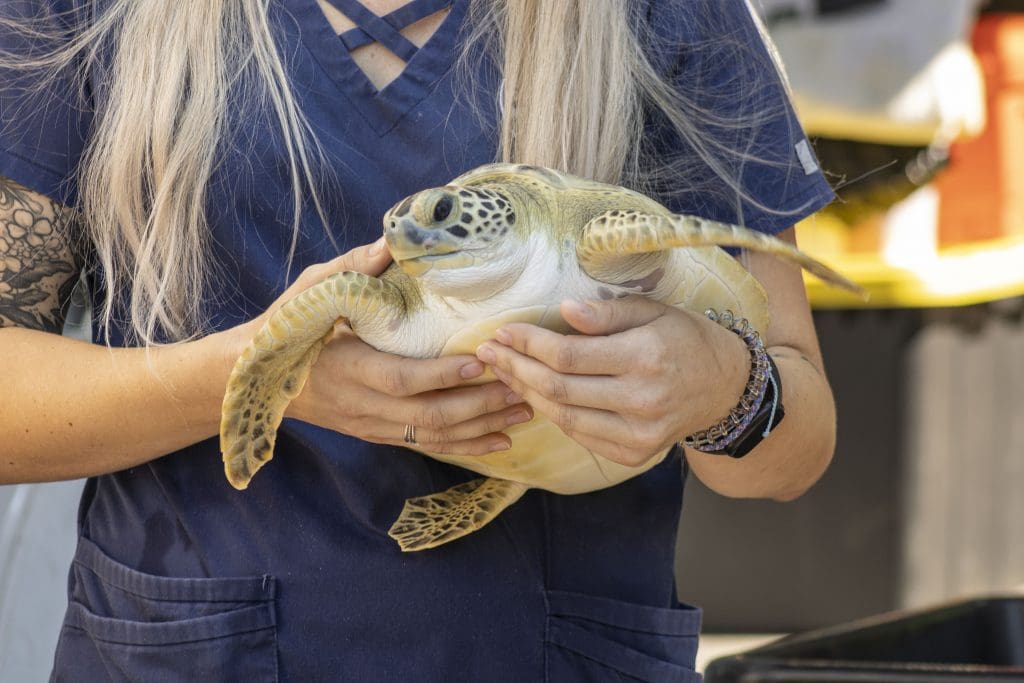 Nephron the green sea turtle is held by a Sea Turtle Healing Center staff member