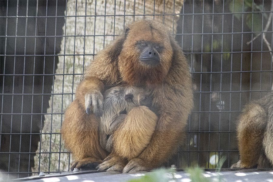 Baya howler monkey holds her baby close on her chest.