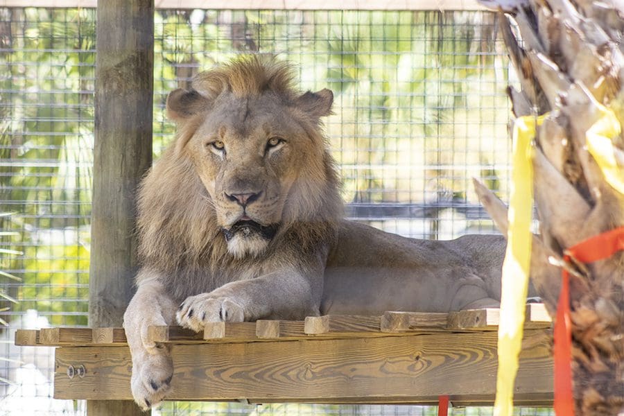 Lion sitting on perch looking at camera.