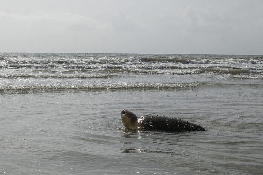 Loggerhead sea turtle Myrtle crawls into the ocean.