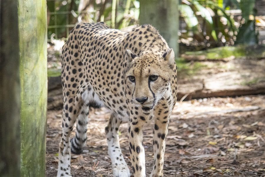 Cheetah Pepper explores her new habitat.