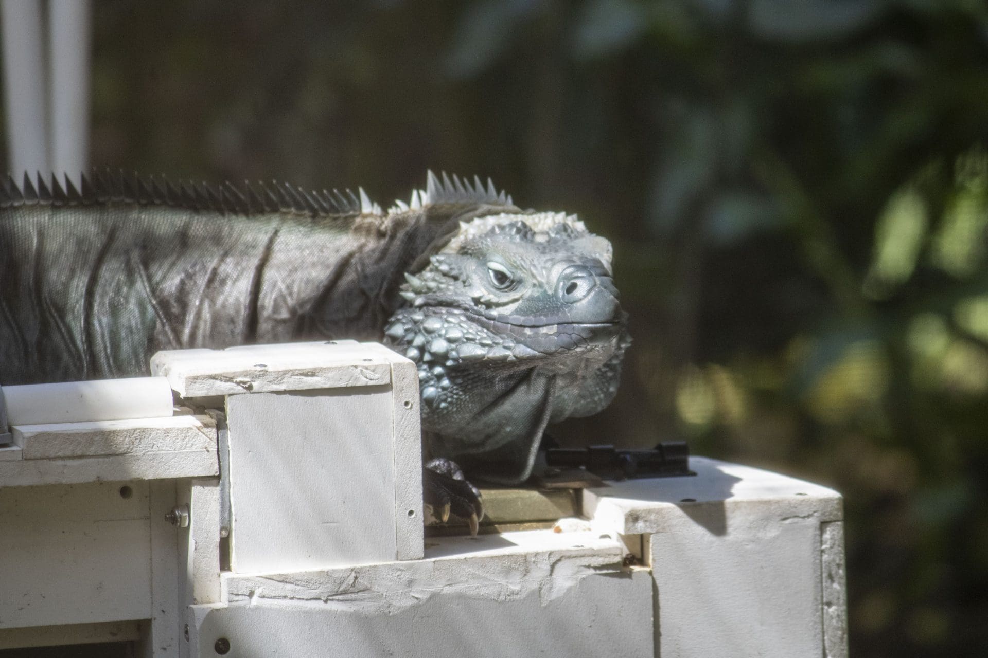 Meet Our Grand Cayman Blue Iguanas - Brevard Zoo