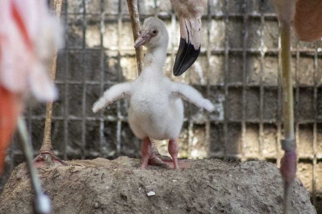 Chilean flamingo chick stands in their nest with a parent nearby