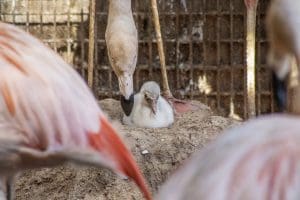 Chilean flamingo chick sits in their nest with a parent nearby