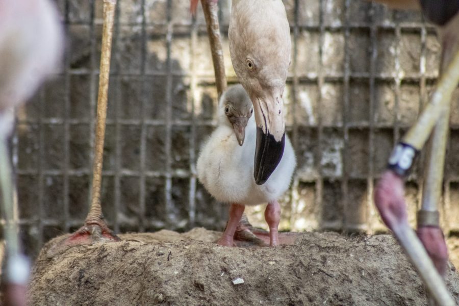 Chilean flamingo chick stands in their nest with a parent nearby