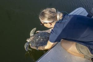 A woman releases a green sea turtle into a waterway.