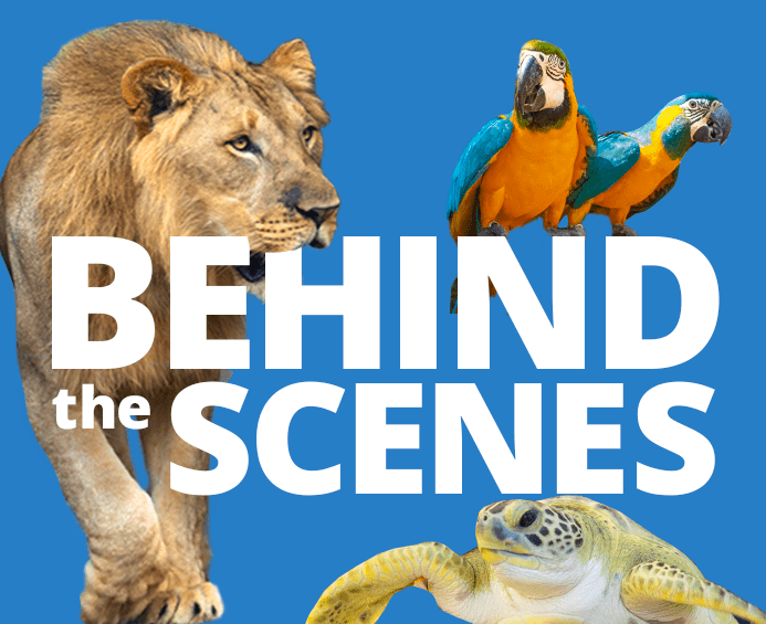 Blue box with a lion, sea turtle, and two macaws that reads Behind the Scenes.