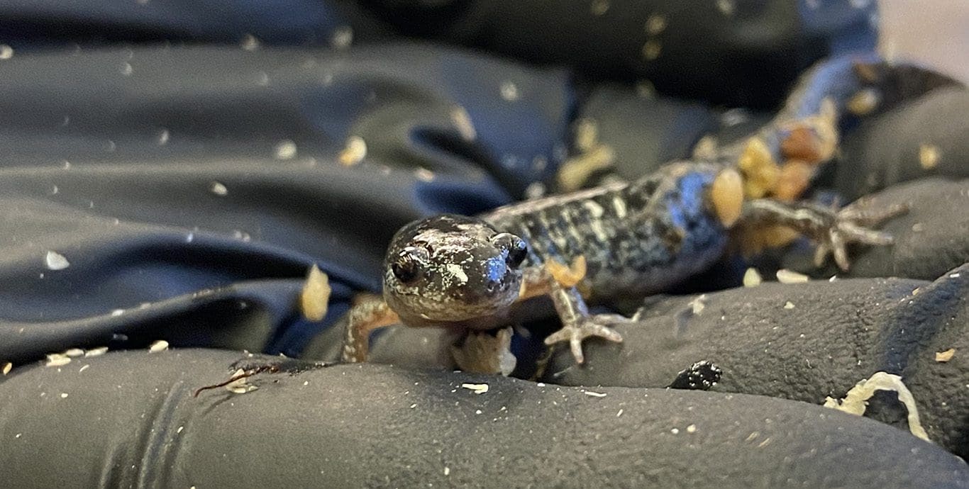 Frosted flatwood salamander