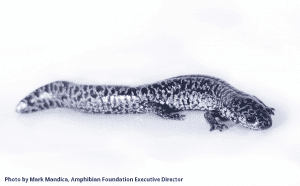 Frosted Flatwoods Salamander