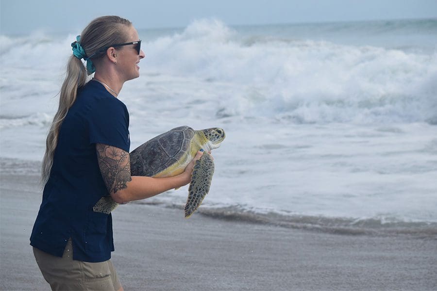 Jess Patterson releasing green sea turtle Boston