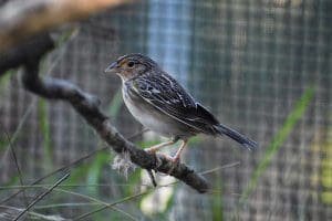 Florida grasshopper sparrow at the Zoo