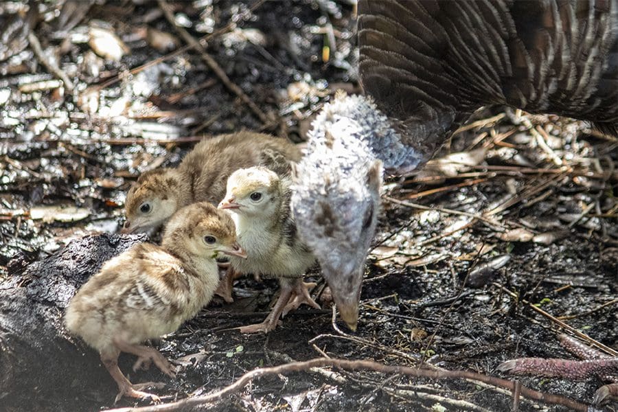 Three Osceola turkey chicks with mom, Giblet