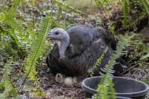 Osceola turkey Giblet sits on a nest.