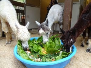 Three alpacas eat vegetables