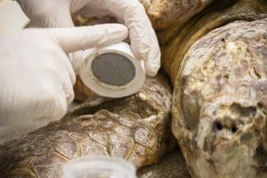 Medicinal maggots are carefully placed in a wound on a sea turtle