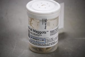 A vial containing medicinal maggots.