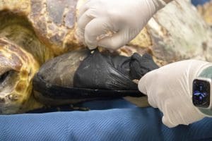 A medical professional pulls a hosiery off of a sea turtle flipper