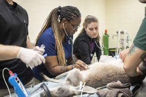 A veterinary nurse listens to a kangaroo's heart with a stethoscope