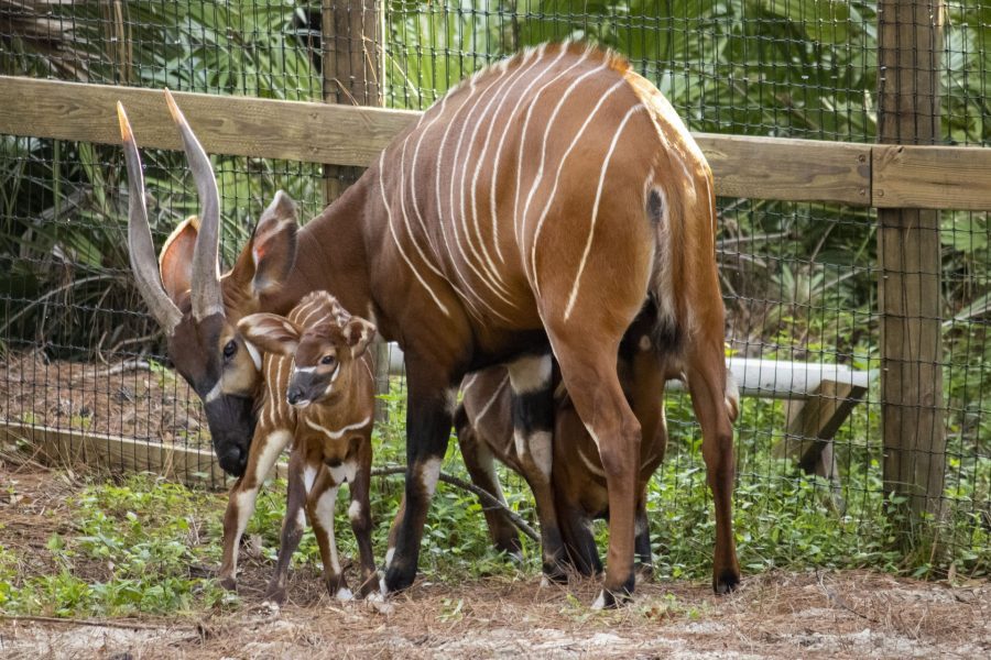 An Eastern bongo calf is cleaned by her mom