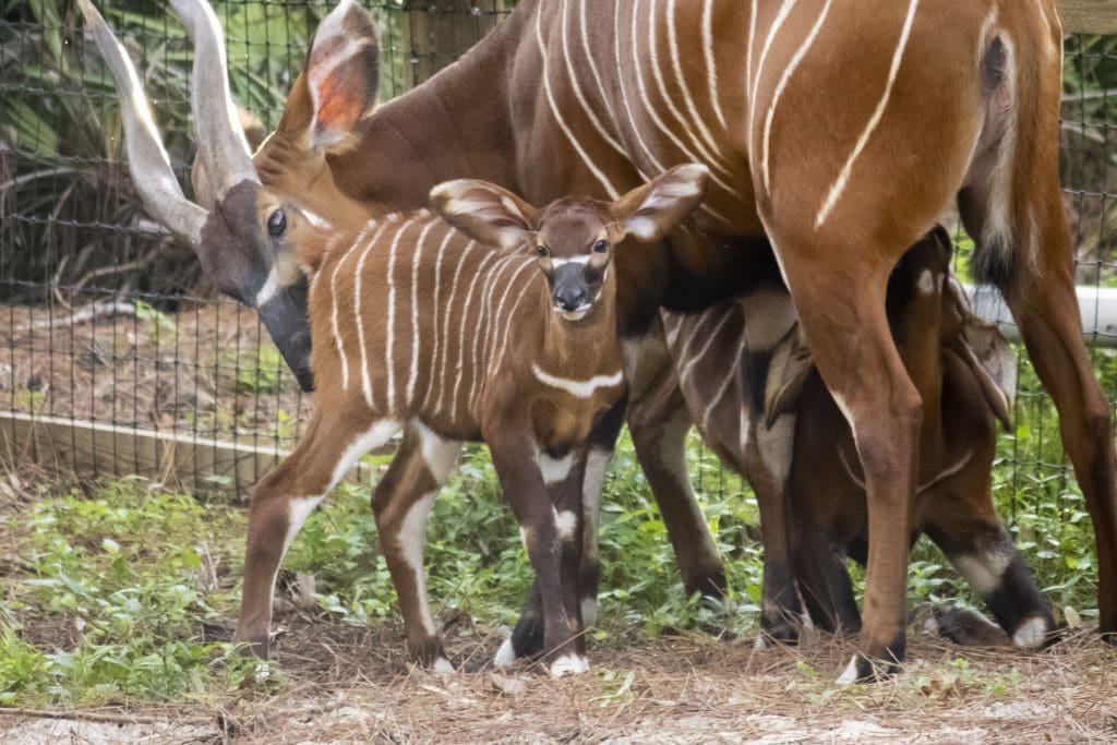 An Eastern bongo calf is cleaned by her mom