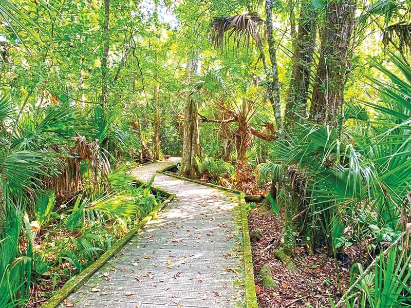 A pathway in Enchanted Forest Sanctuary