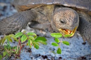A gopher tortoise eating leaves