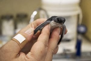 A baby sea turtle is held up
