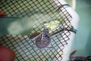 A baby sea turtle eats a piece of lettuce.