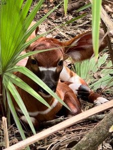 An Eastern bongo calf hiding in some bushes