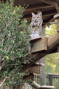 Bobcat Eko sits on a perch in his new habitat.