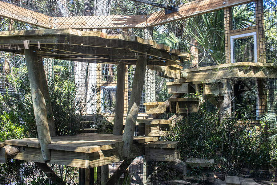 The new habitat of Eko the bobcat in Wild Florida.
